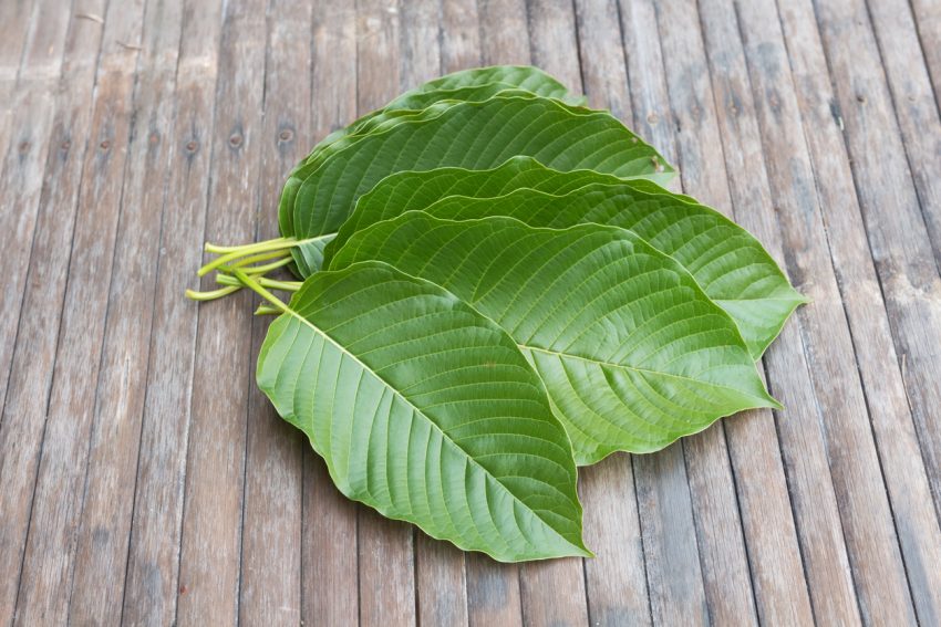 Kratom and Processing: How It Is Manufactured and Packaged