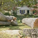 Safety Risks of DIY Tree Service Projects