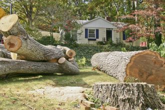 Safety Risks of DIY Tree Service Projects