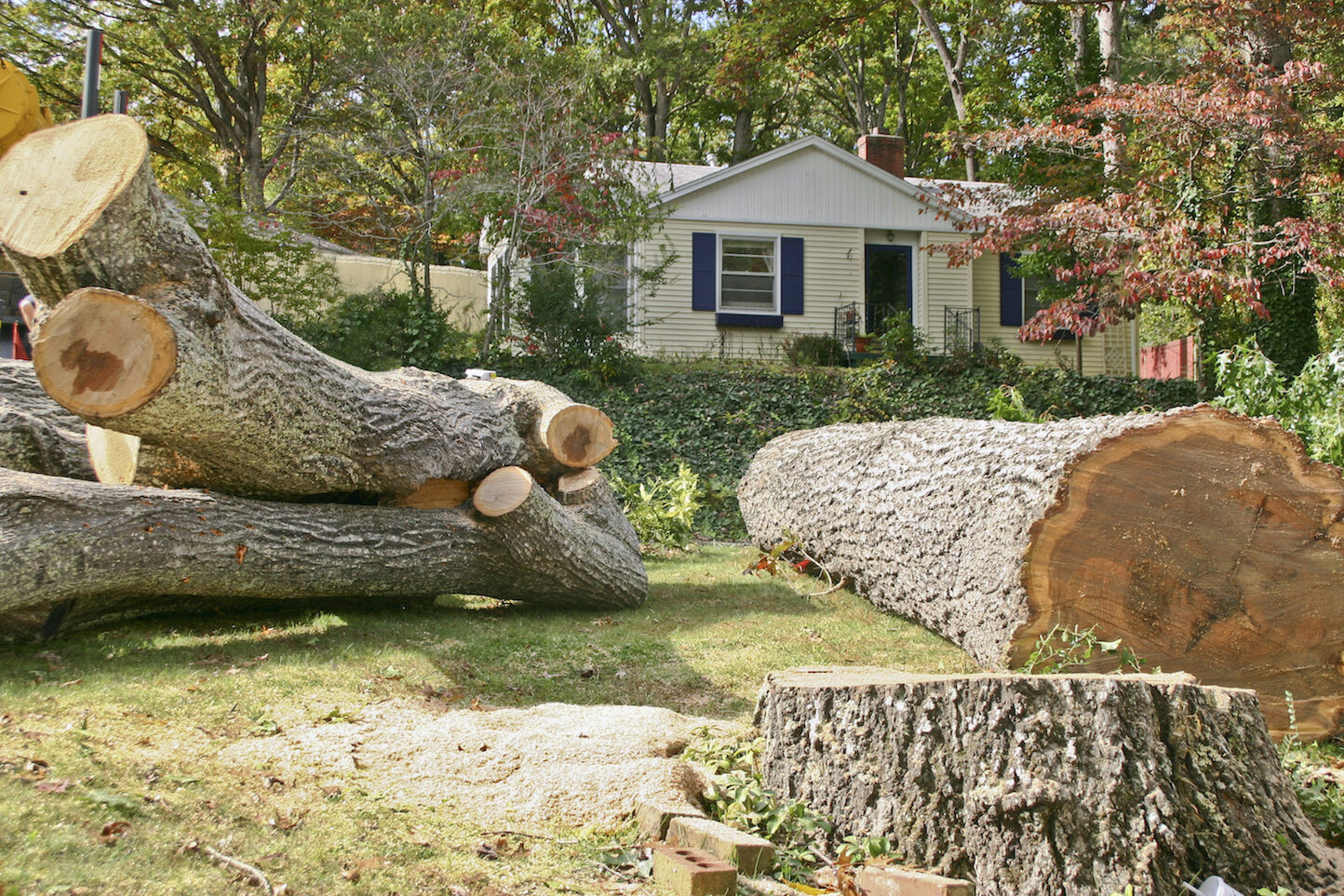 Safety Risks of DIY Tree Service Projects