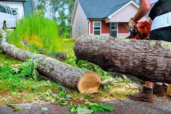 Local Tree Removal Rockford Services You Can Count On