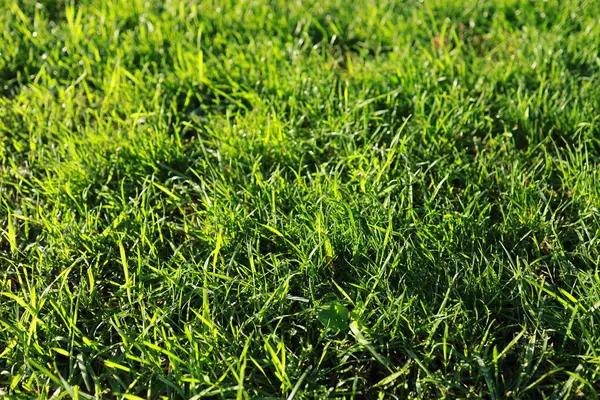 Post Emergent Crabgrass Control Methods to Eliminate Stubborn Lawn Weeds