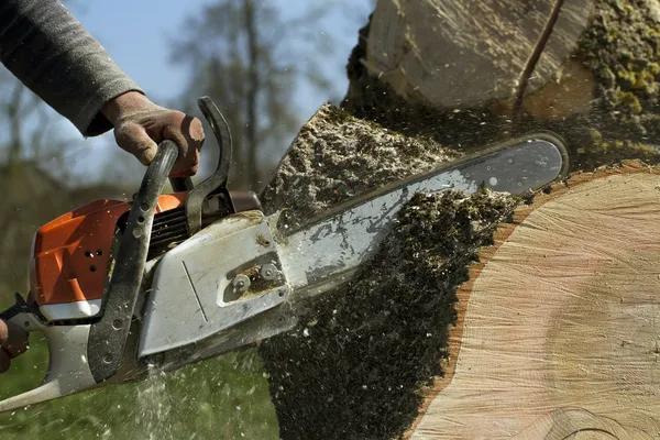 Tree Removal Service Mobile That Keeps Your Yard Safe