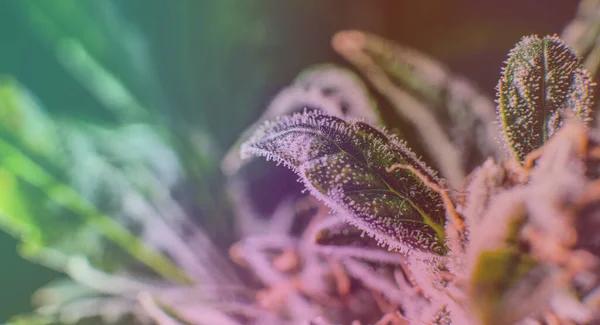 How to Choose the Right THCA Product in Austin
